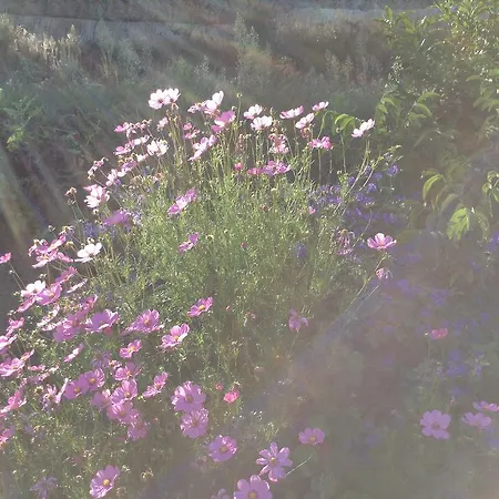 Casas Do Eido E Casa Da Viuva Celorico De Basto