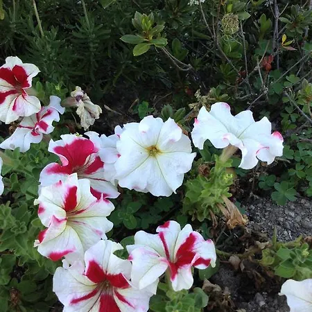 Casas Do Eido E Casa Da Viuva Celorico De Basto