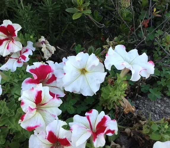 Casas Do Eido E Casa Da Viuva Celorico De Basto